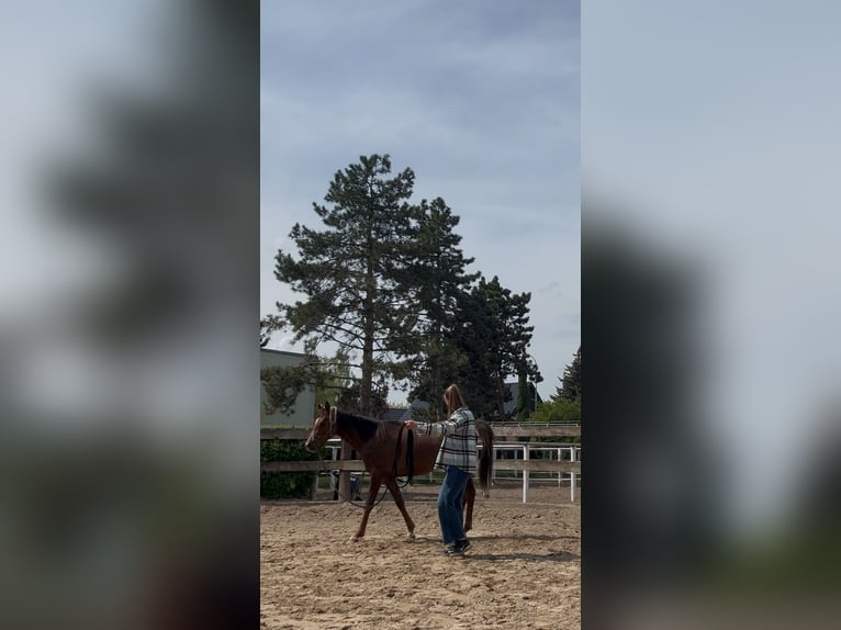 Pura Raza Árabe Caballo castrado 2 años 157 cm Alazán-tostado in Zeithain