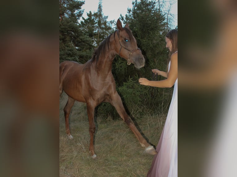 Pura Raza Árabe Caballo castrado 2 años 157 cm Alazán-tostado in Zeithain