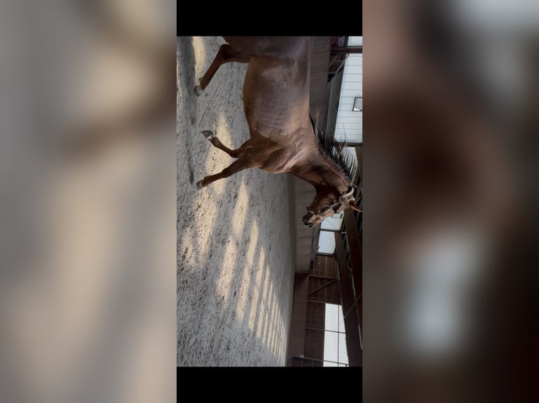 Pura Raza Árabe Caballo castrado 2 años 157 cm Alazán-tostado in Zeithain