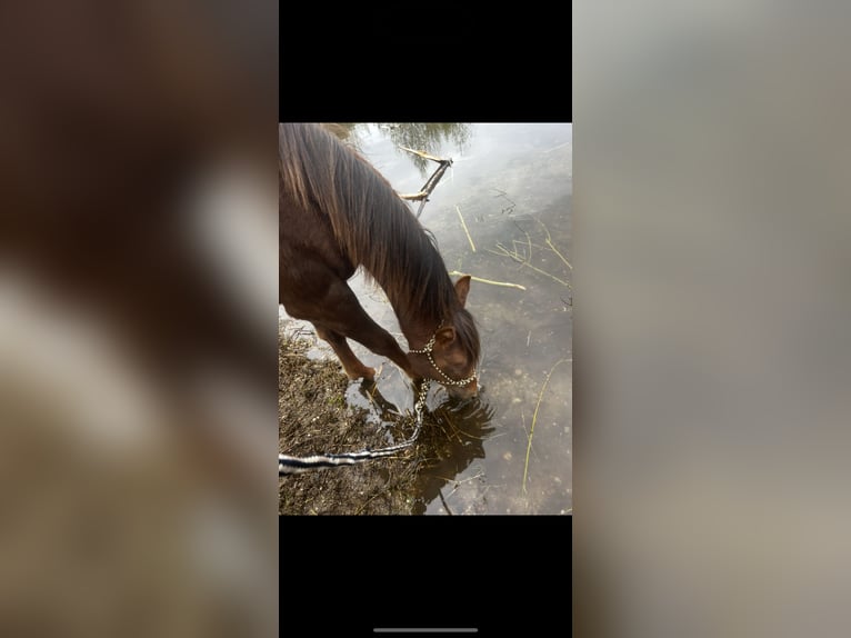 Pura Raza Árabe Caballo castrado 2 años 157 cm Alazán-tostado in Zeithain