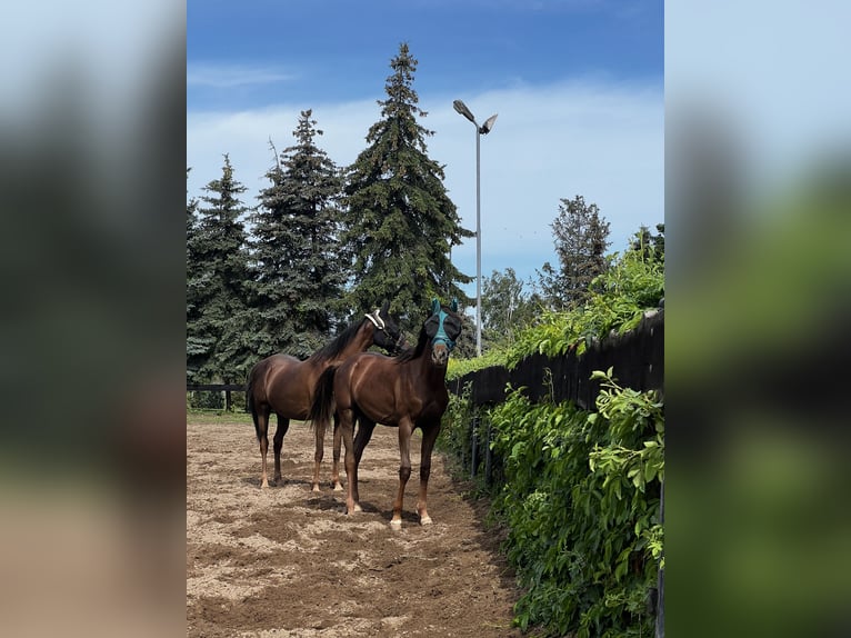 Pura Raza Árabe Caballo castrado 2 años 157 cm Alazán-tostado in Zeithain