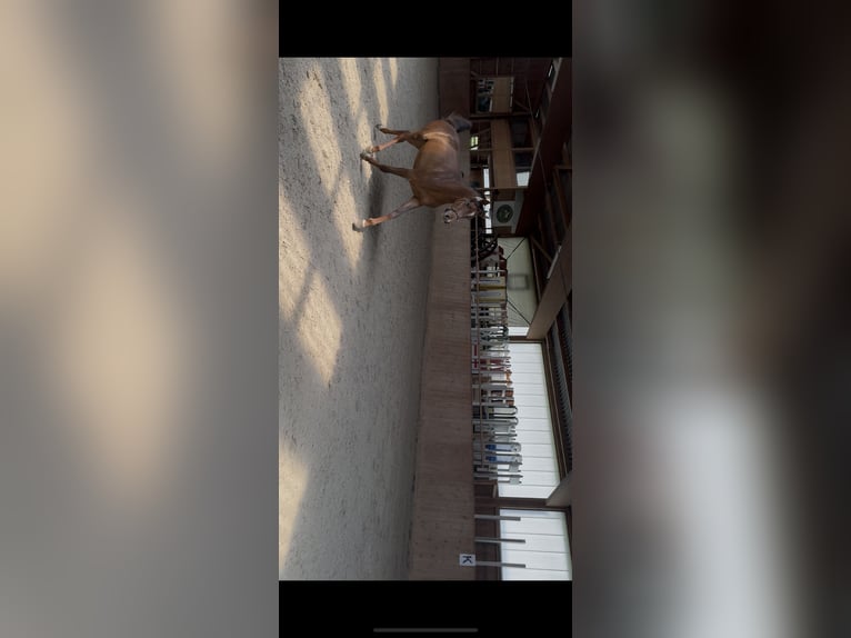 Pura Raza Árabe Caballo castrado 2 años 157 cm Alazán-tostado in Zeithain