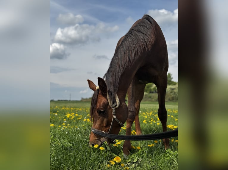 Pura Raza Árabe Caballo castrado 2 años 157 cm Alazán-tostado in Zeithain