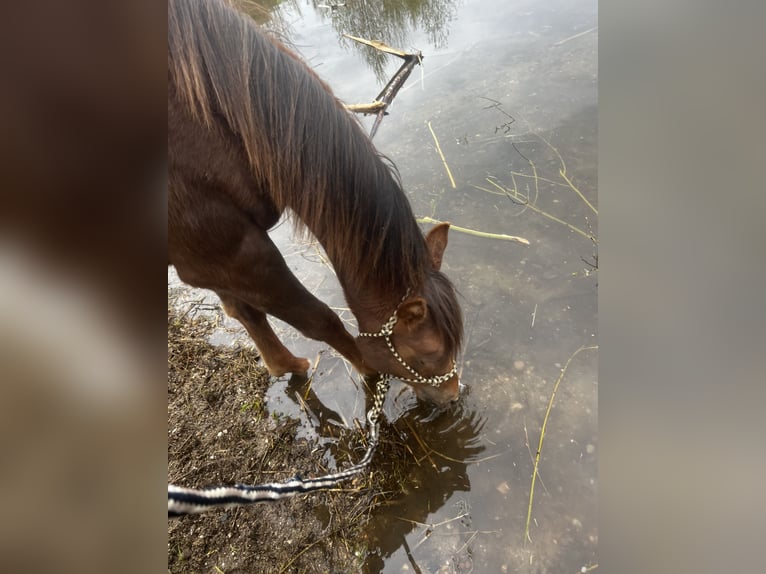 Pura Raza Árabe Caballo castrado 2 años 157 cm Alazán-tostado in Zeithain