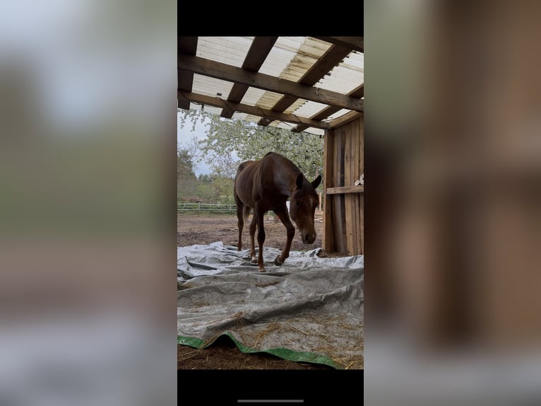 Pura Raza Árabe Caballo castrado 2 años 157 cm Alazán-tostado in Zeithain