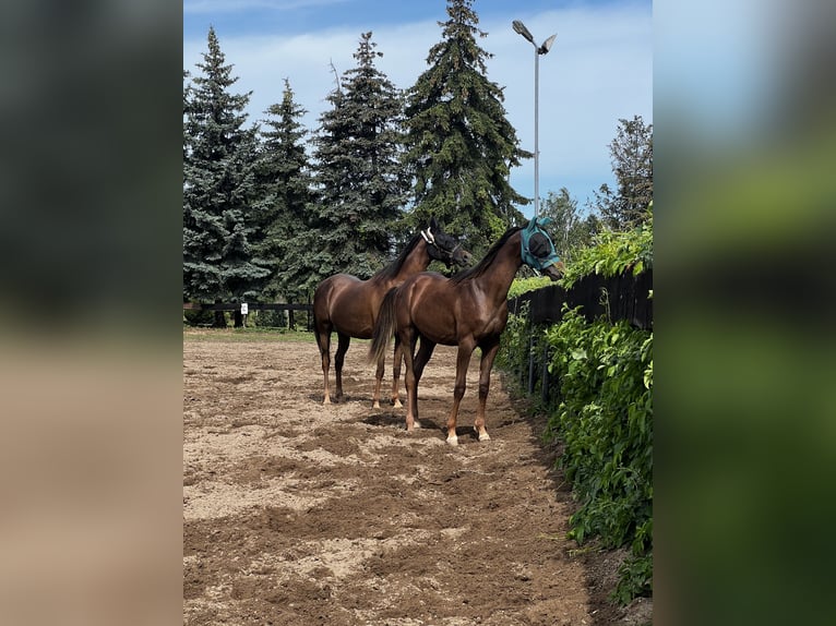 Pura Raza Árabe Caballo castrado 2 años 157 cm Alazán-tostado in Zeithain