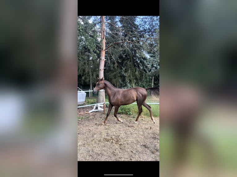 Pura Raza Árabe Caballo castrado 2 años 157 cm Alazán-tostado in Zeithain