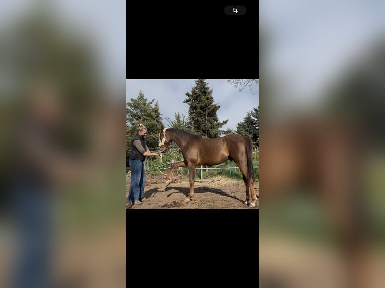 Pura Raza Árabe Caballo castrado 2 años 157 cm Alazán-tostado in Zeithain