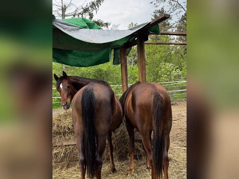 Pura Raza Árabe Caballo castrado 2 años 157 cm Alazán-tostado in Zeithain