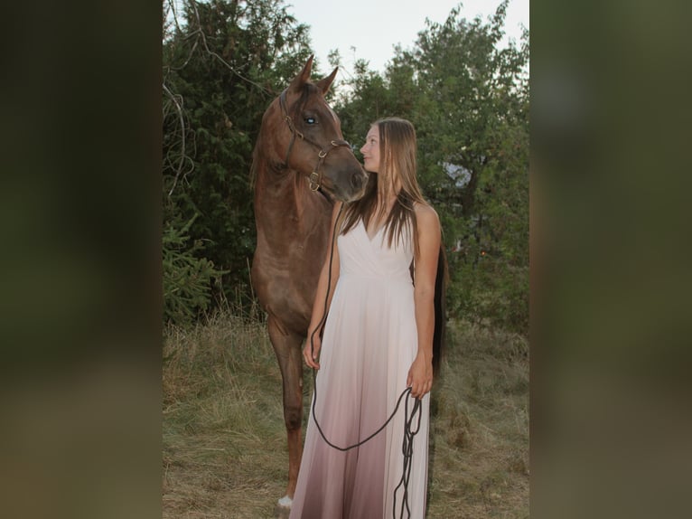 Pura Raza Árabe Caballo castrado 2 años 157 cm Alazán-tostado in Zeithain