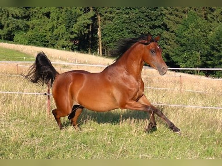 Pura Raza Árabe Caballo castrado 2 años 157 cm Castaño in Freiamt