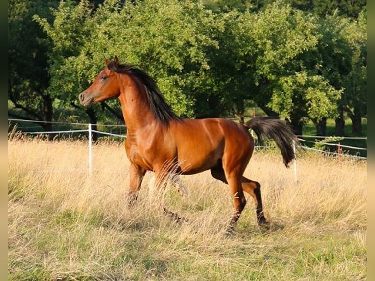 Pura Raza Árabe Caballo castrado 2 años 157 cm Castaño in Freiamt