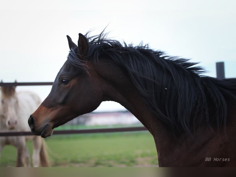 Pura Raza Árabe Caballo castrado 2 años 158 cm Castaño in Pastetten