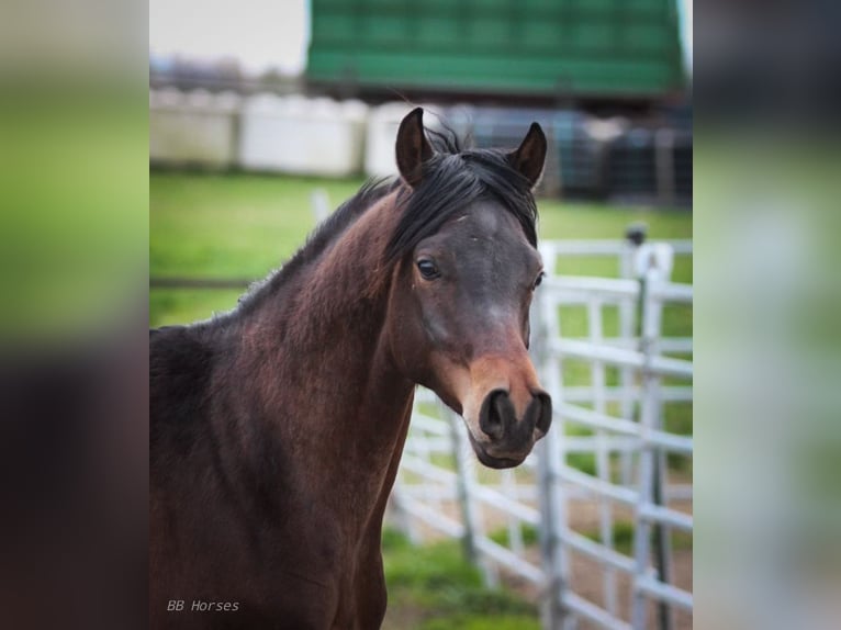 Pura Raza Árabe Caballo castrado 2 años 158 cm Castaño in Pastetten