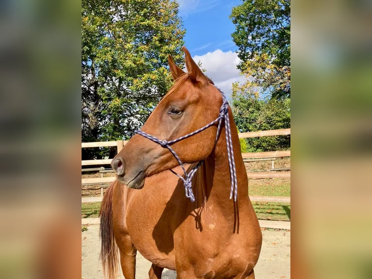 Pura Raza Árabe Caballo castrado 2 años 160 cm Alazán-tostado in Laurenan