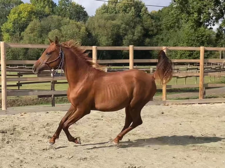 Pura Raza Árabe Caballo castrado 2 años 160 cm Alazán-tostado in Laurenan