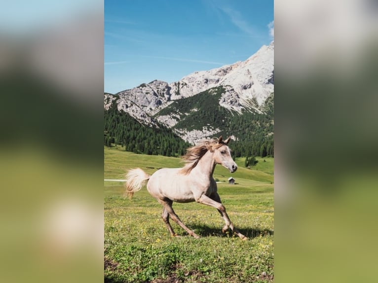 Pura Raza Árabe Caballo castrado 2 años in Prags/ Braies