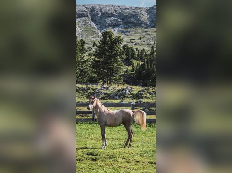 Pura Raza Árabe Caballo castrado 2 años in Prags/ Braies