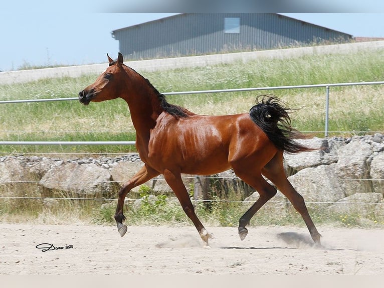 Pura Raza Árabe Caballo castrado 2 años Castaño in Wallsee