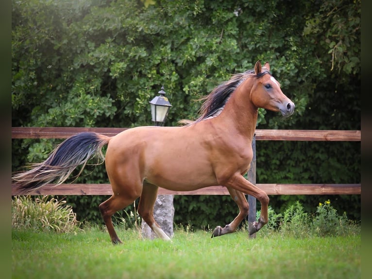 Pura Raza Árabe Caballo castrado 2 años Castaño rojizo in Kaprijke