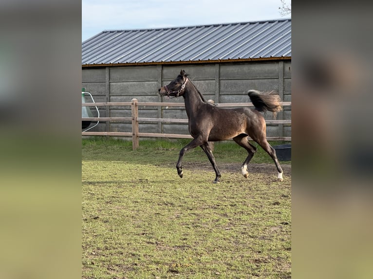 Pura Raza Árabe Caballo castrado 2 años Tordo in Sint-Truiden