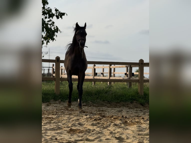 Pura Raza Árabe Caballo castrado 2 años Tordo in Sint-Truiden