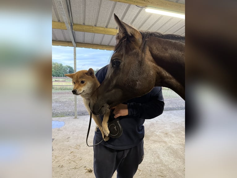 Pura Raza Árabe Caballo castrado 2 años Tordo in Sint-Truiden