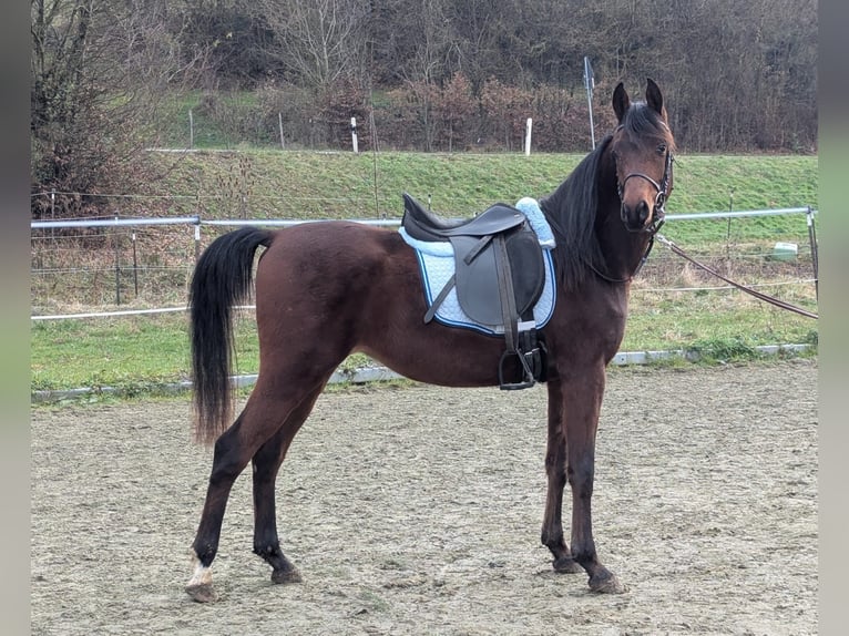 Pura Raza Árabe Caballo castrado 3 años 149 cm Castaño in Neuhausen ob EckN