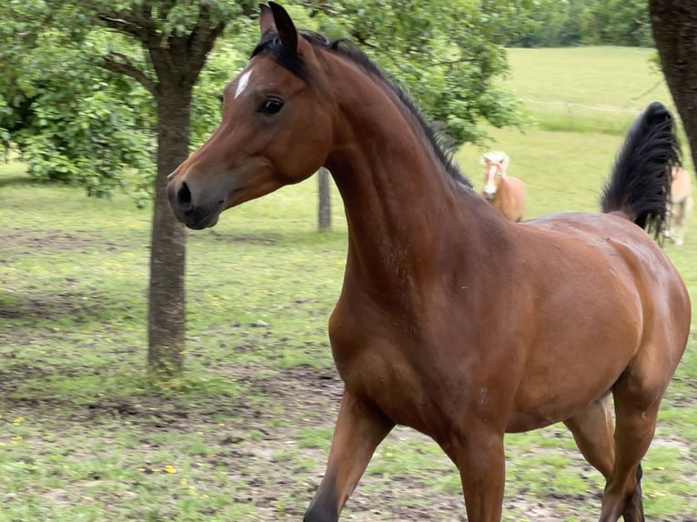 Pura Raza Árabe Caballo castrado 3 años 150 cm Castaño in Leutershausen