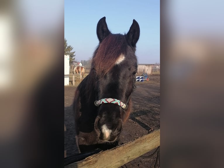 Pura Raza Árabe Caballo castrado 3 años 150 cm Negro in Hallbergmoos