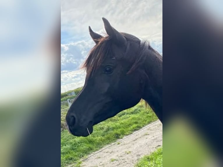 Pura Raza Árabe Caballo castrado 3 años 150 cm Negro in Hallbergmoos