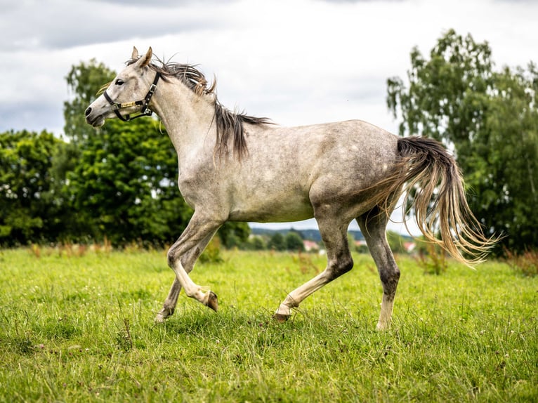 Pura Raza Árabe Caballo castrado 3 años 150 cm Tordo in Herzberg am Harz