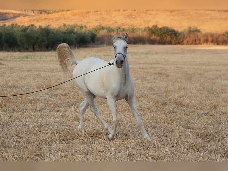 Pura Raza Árabe Caballo castrado 3 años 150 cm Tordo in Bonares