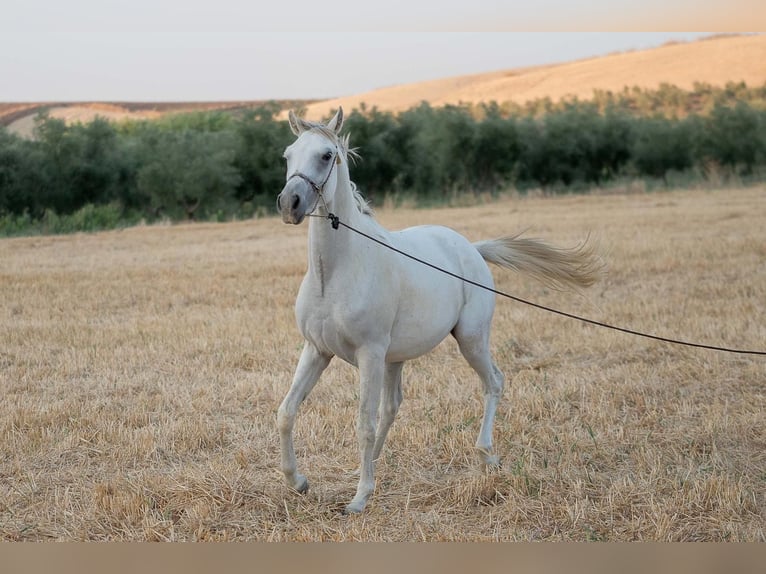 Pura Raza Árabe Caballo castrado 3 años 150 cm Tordo in Bonares