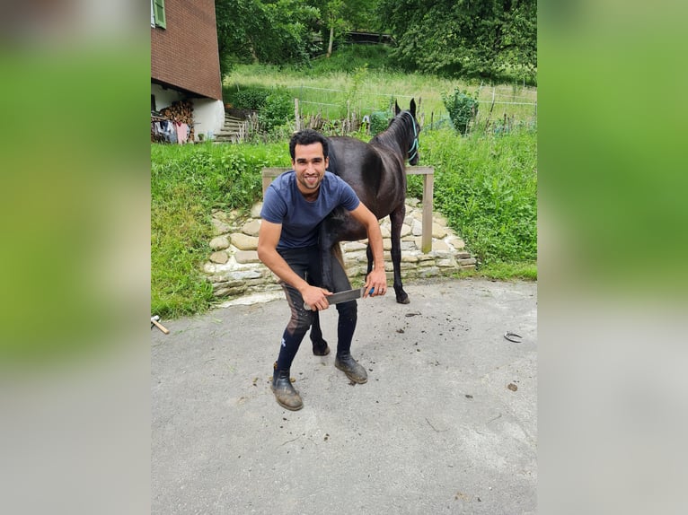 Pura Raza Árabe Caballo castrado 3 años 150 cm Tordo in Giswil