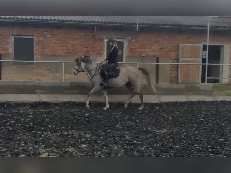 Pura Raza Árabe Caballo castrado 3 años 150 cm Tordo in Eisenberg