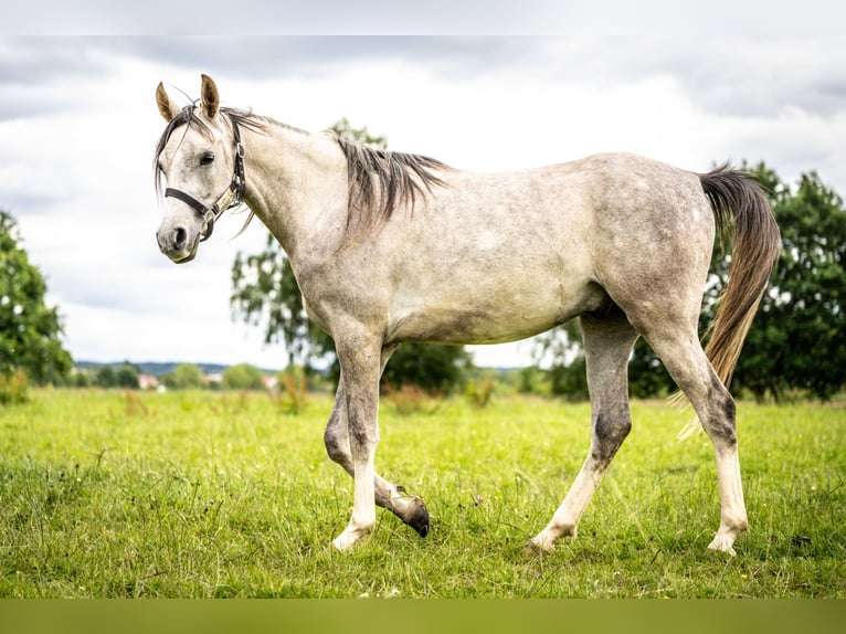 Pura Raza Árabe Caballo castrado 3 años 151 cm Tordo in Herzberg am Harz