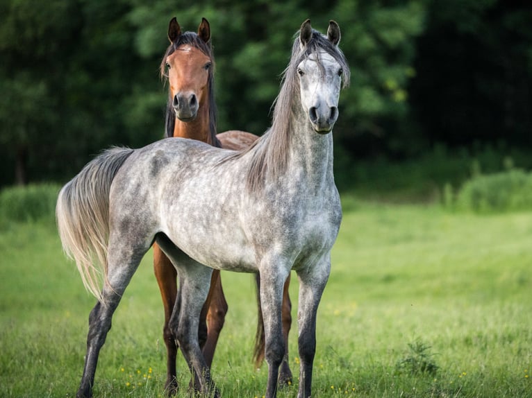 Pura Raza Árabe Caballo castrado 3 años 151 cm Tordo in Herzberg am Harz