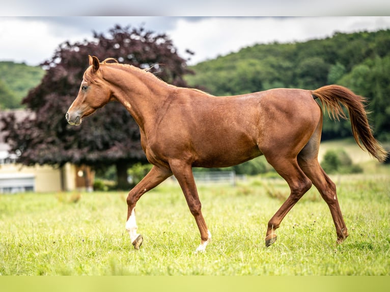 Pura Raza Árabe Caballo castrado 3 años 152 cm Alazán in Herzberg am Harz