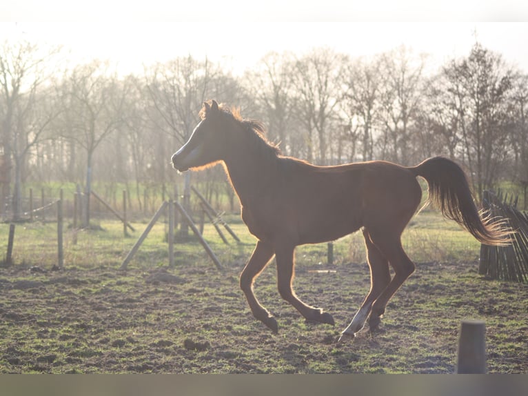 Pura Raza Árabe Caballo castrado 3 años 152 cm Castaño in Torhout