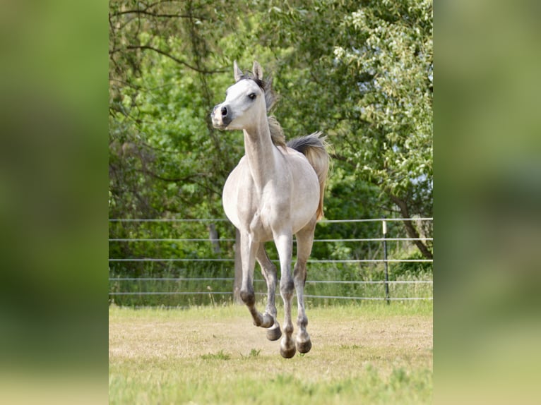 Pura Raza Árabe Caballo castrado 3 años 152 cm Tordo in Meinersen