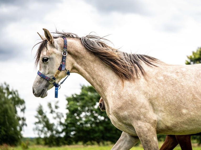 Pura Raza Árabe Caballo castrado 3 años 152 cm Tordo in Herzberg am Harz