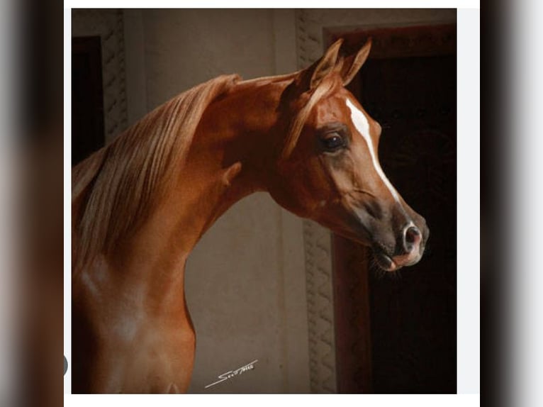 Pura Raza Árabe Caballo castrado 3 años 152 cm Tordo in Prath