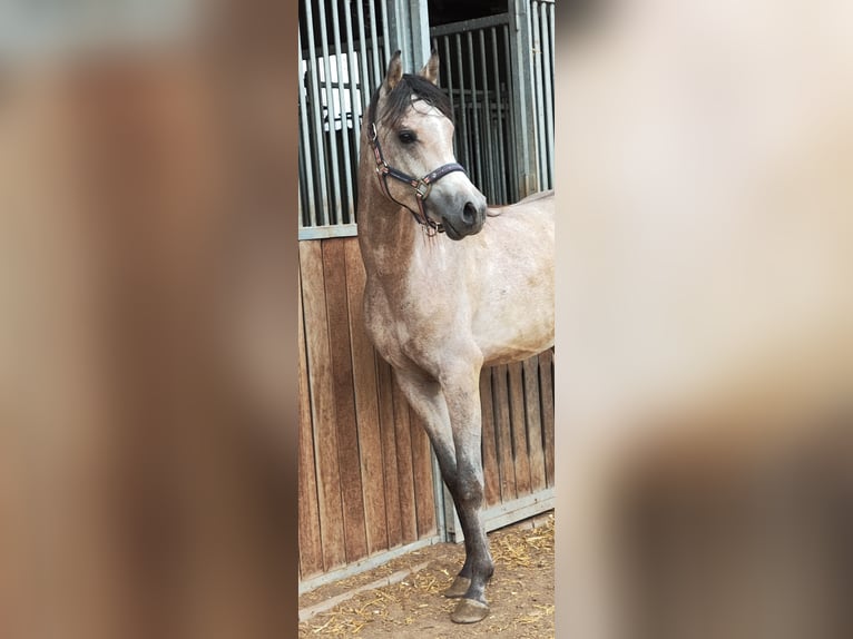 Pura Raza Árabe Caballo castrado 3 años 152 cm Tordo in Prath