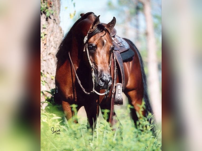 Pura Raza Árabe Caballo castrado 3 años 152 cm Tordo in Prath