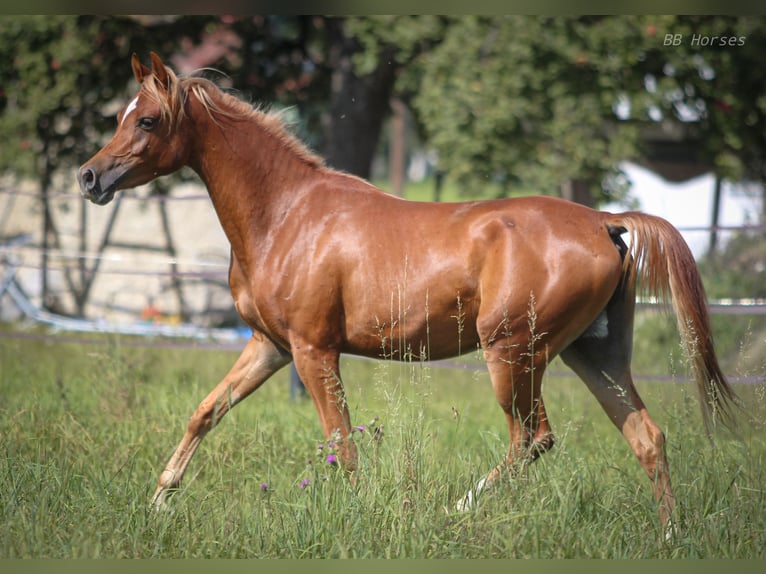 Pura Raza Árabe Caballo castrado 3 años 153 cm Alazán in Pastetten