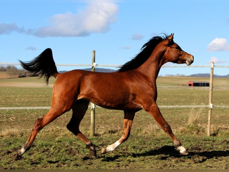 Pura Raza Árabe Caballo castrado 3 años 153 cm Castaño in Kehl