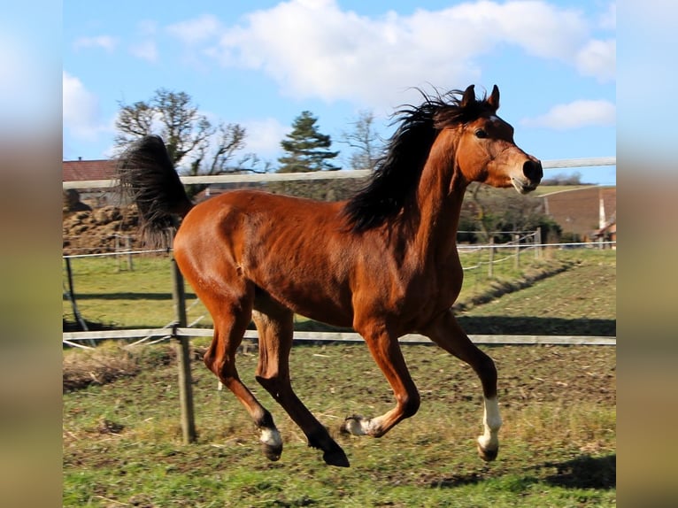 Pura Raza Árabe Caballo castrado 3 años 153 cm Castaño in Kehl