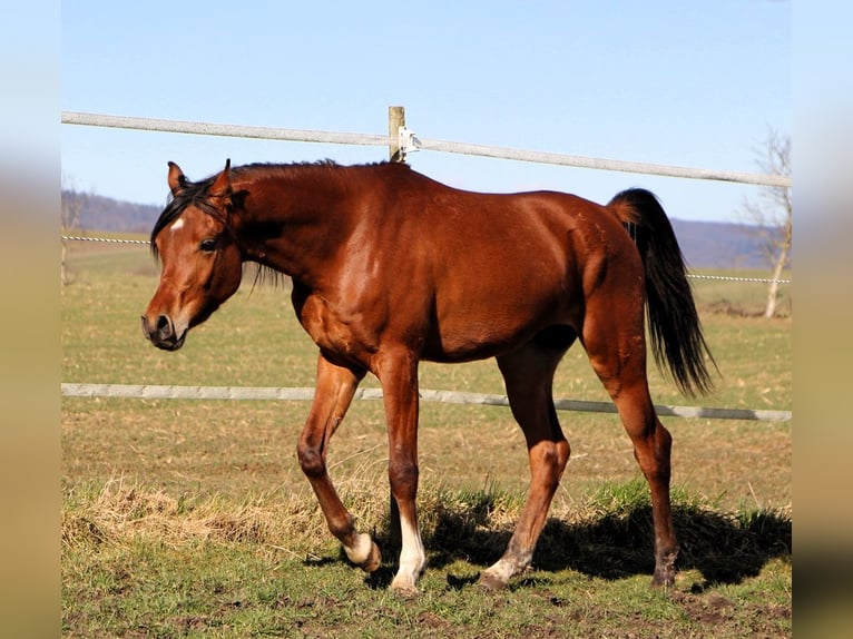 Pura Raza Árabe Caballo castrado 3 años 153 cm Castaño in Kehl