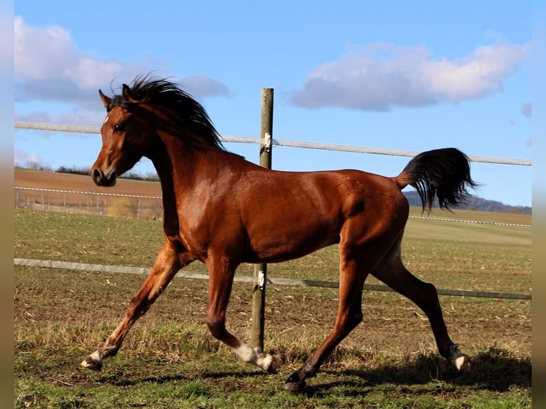 Pura Raza Árabe Caballo castrado 3 años 153 cm Castaño in Kehl